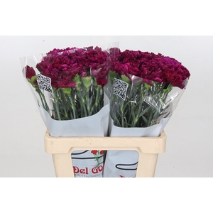 Dianthus St Tico Tico Violet