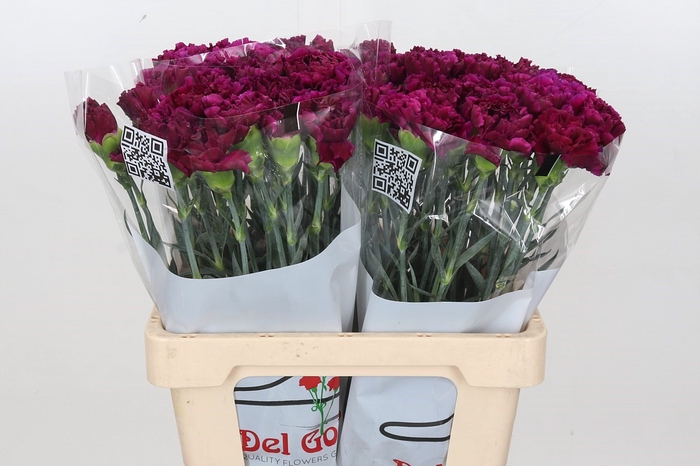 Dianthus St Tico Tico Violet