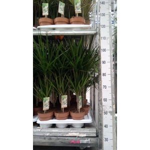 Dracaena marg.