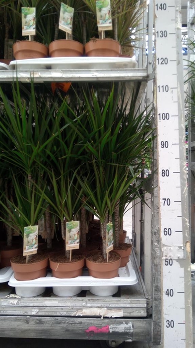 <h4>Dracaena marg.</h4>