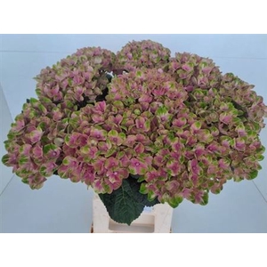 Hydr M Mag Coral Rose