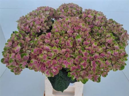 <h4>Hydr M Mag Coral Rose</h4>