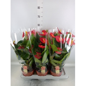 Anthurium andr. 'Tremendo'
