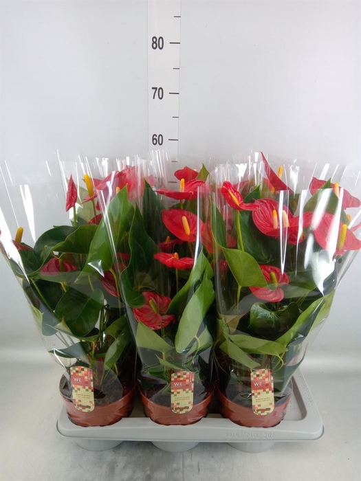 <h4>Anthurium andr. 'Tremendo'</h4>