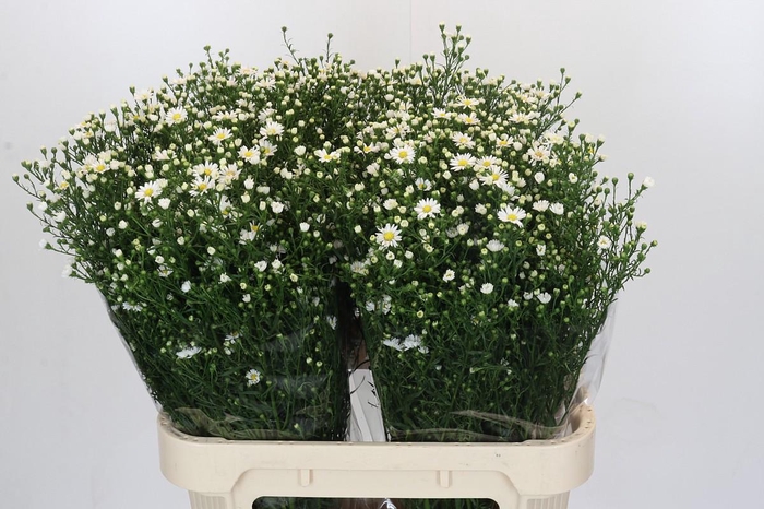 <h4>Aster Paquita</h4>