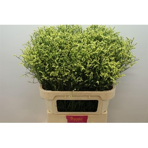 LIM SIN CHINA SUMMER