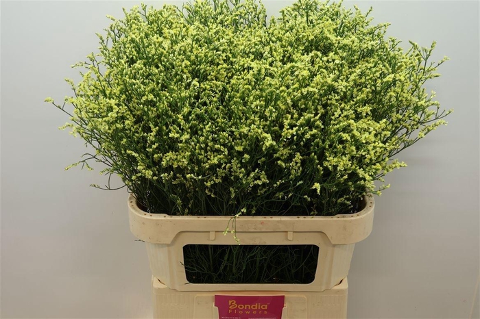 <h4>LIM SIN CHINA SUMMER</h4>