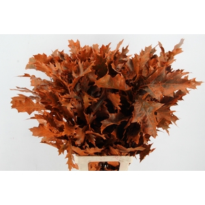QUERC RUBRA 80CM FROST ORANJE