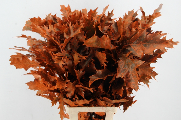 <h4>QUERC RUBRA 80CM FROST ORANJE</h4>