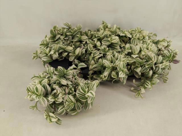 <h4>TRAD BRIGHTNESS</h4>