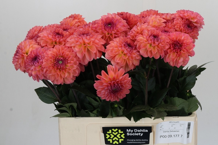 Dahlia Sebastian