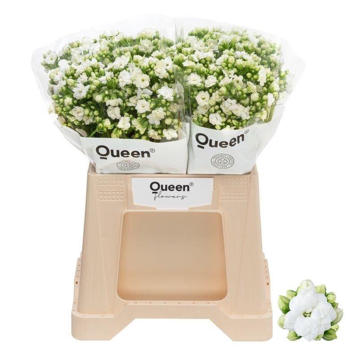 <h4>Kalanchoe Crystal White Meadow</h4>