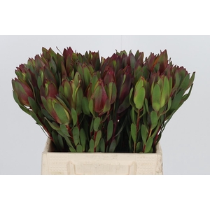 Leucadendron Senorita