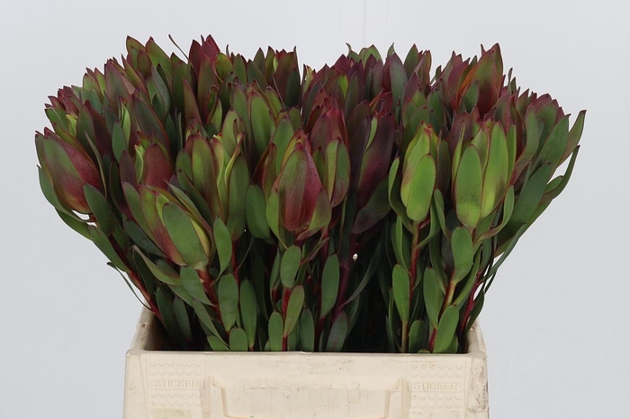 <h4>Leucadendron Senorita</h4>