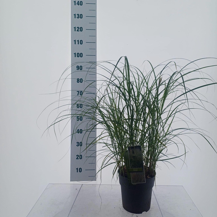 <h4>Miscanthus Adagio</h4>