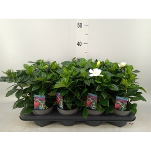 Gardenia jasminoides