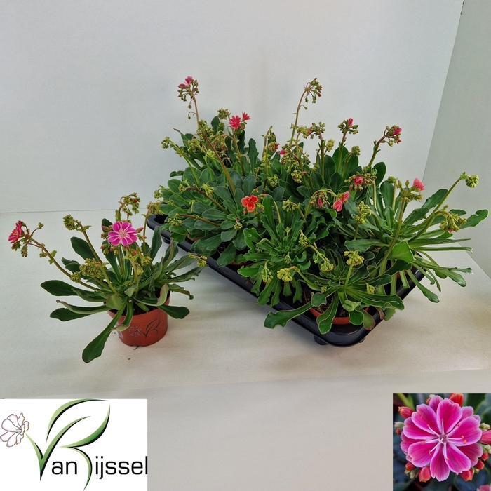 <h4>LEWI COTYLEDON</h4>