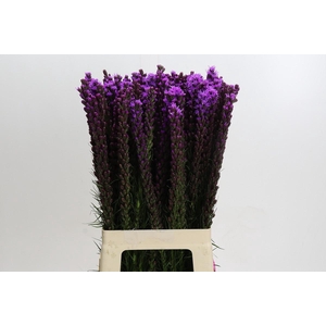 Liatris Callilepis
