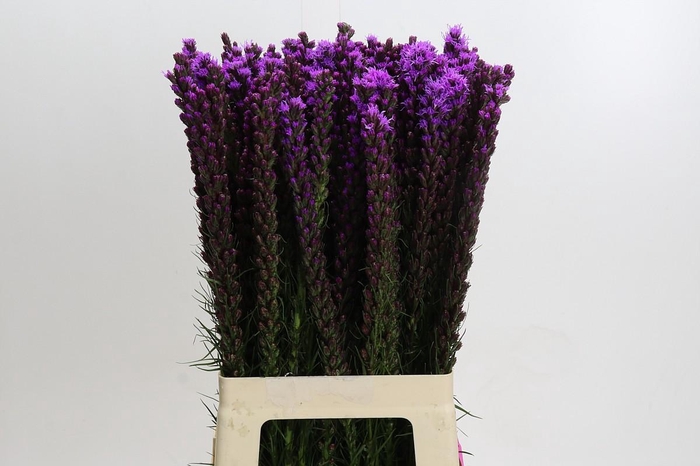 <h4>Liatris Callilepis</h4>