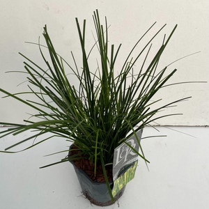 Carex oshimensis