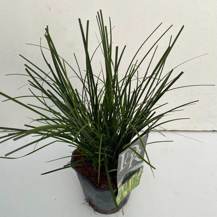 Carex oshimensis