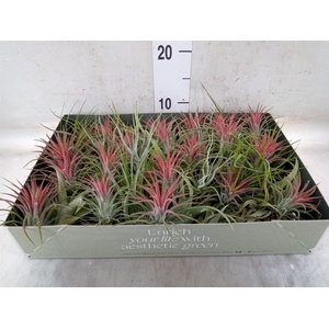 Tillandsia