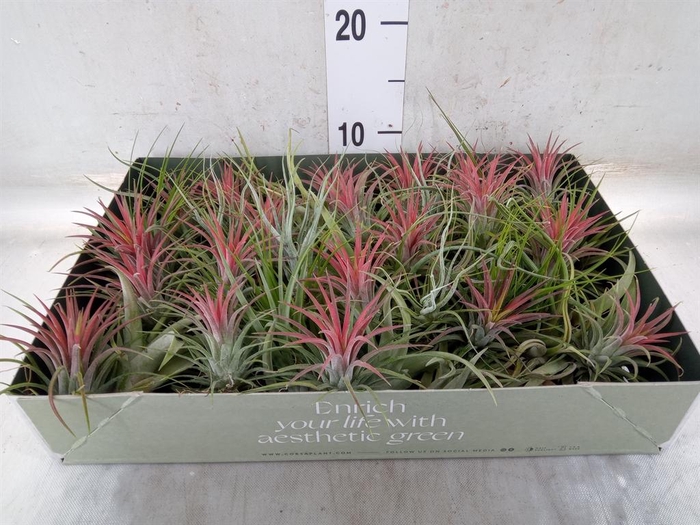 <h4>Tillandsia</h4>