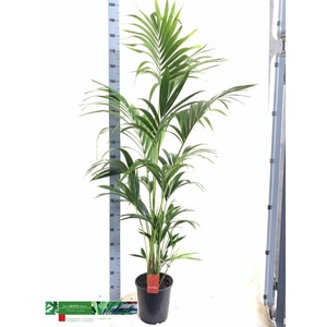 KENTIA - P24 H180 - 6PP (Howea forsteriana)
