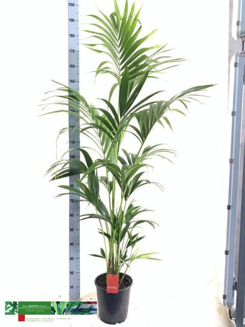 <h4>KENTIA - P24 H180 - 6PP (Howea forsteriana)</h4>