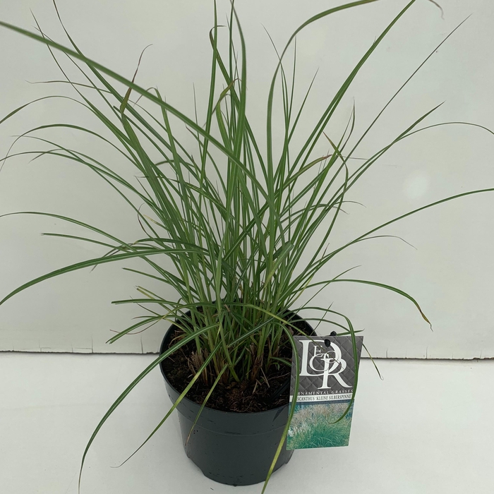 <h4>Graminées Miscanthus 'Kleine Silberspinne'</h4>