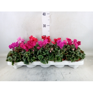 Cyclamen KL 'Metis Crispino'