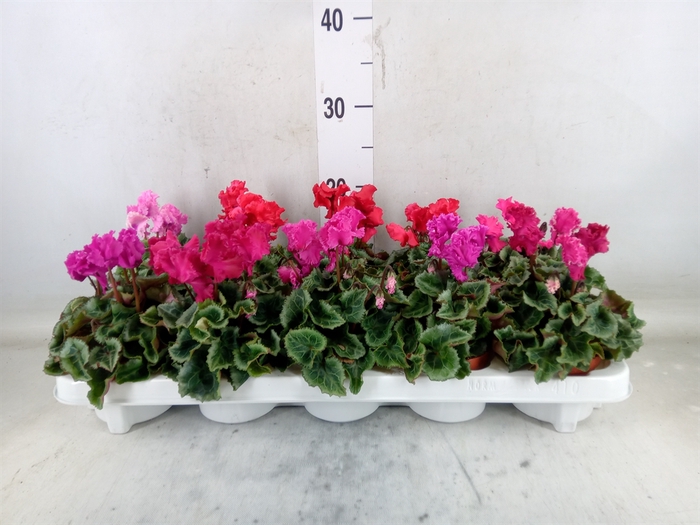<h4>Cyclamen KL 'Metis Crispino'</h4>