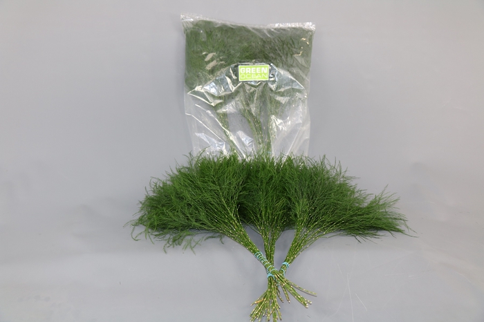 Leaf treefern per bunch (asparagus virgatus)