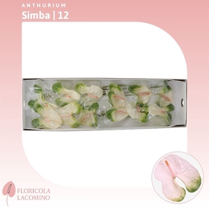 Anthurium Simba