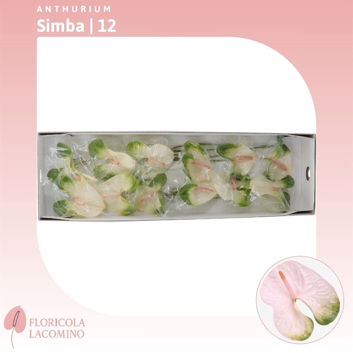 <h4>Anthurium Simba</h4>
