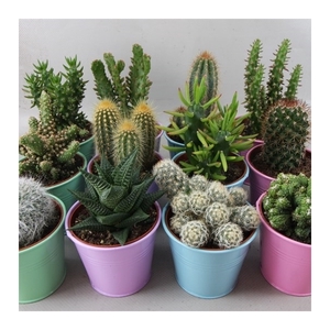 287 Coloured zink cactus 8,5 cm
