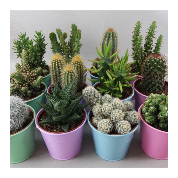 <h4>287 Coloured zink cactus 8,5 cm</h4>
