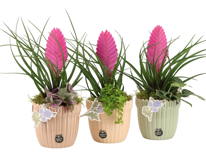 <h4>21923: Contradiction arrangement</h4>