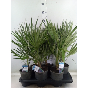 Chamaerops humilis