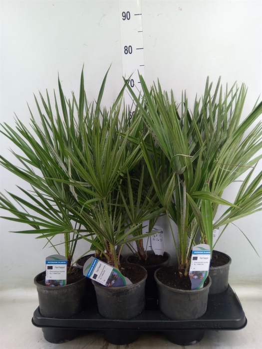 <h4>Chamaerops humilis</h4>