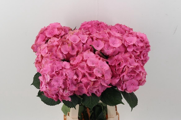 <h4>Hydr M Roy Palace</h4>