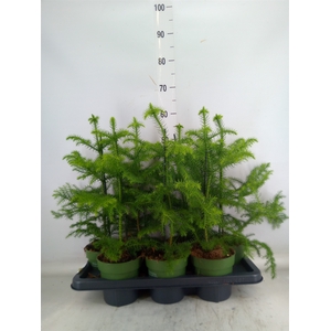Araucaria heterophylla