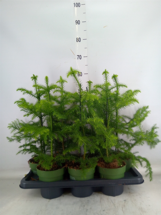<h4>Araucaria heterophylla</h4>