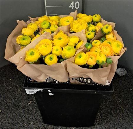 <h4>Ran Eleg Sup Yellow</h4>