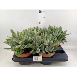 Kalanchoe NF tomentosa