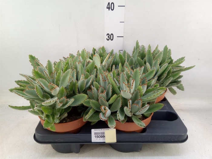 <h4>Kalanchoe NF tomentosa</h4>