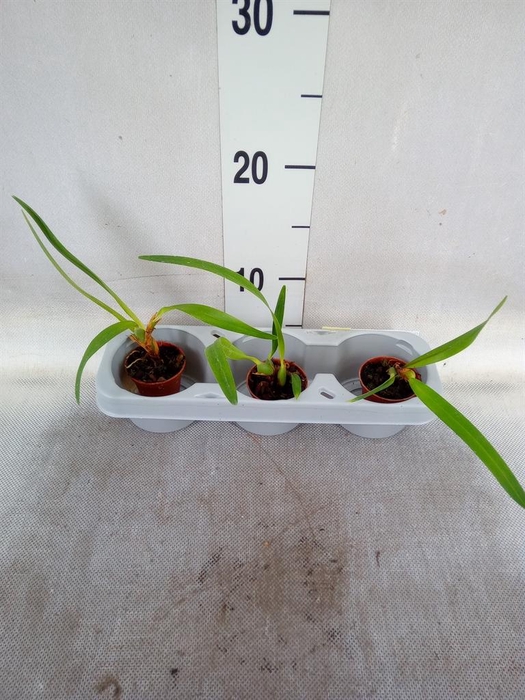 <h4>Orchideeen   ...</h4>