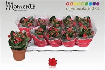 <h4>KAL GE SECRET RED</h4>