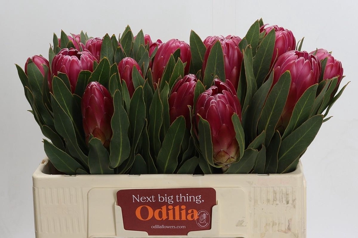 <h4>Protea Brenda</h4>