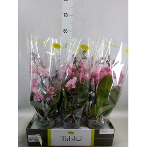 Phalaenopsis   ...rose